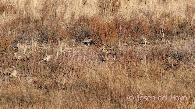 Alcaraván Común - ML645650043