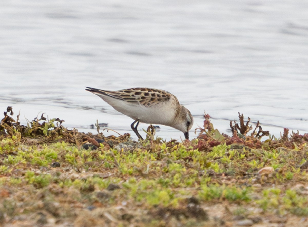 Correlimos Menudo - ML645650045