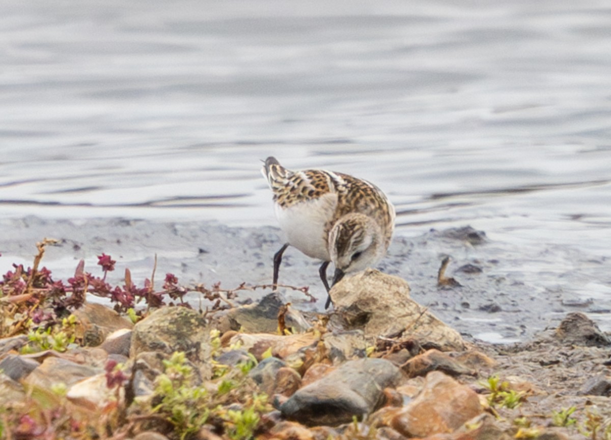 Küçük Kumkuşu - ML645650046