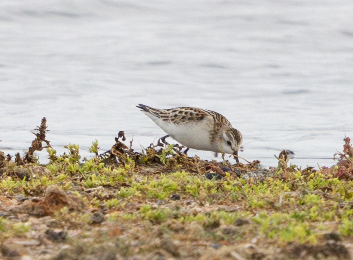 Küçük Kumkuşu - ML645650047