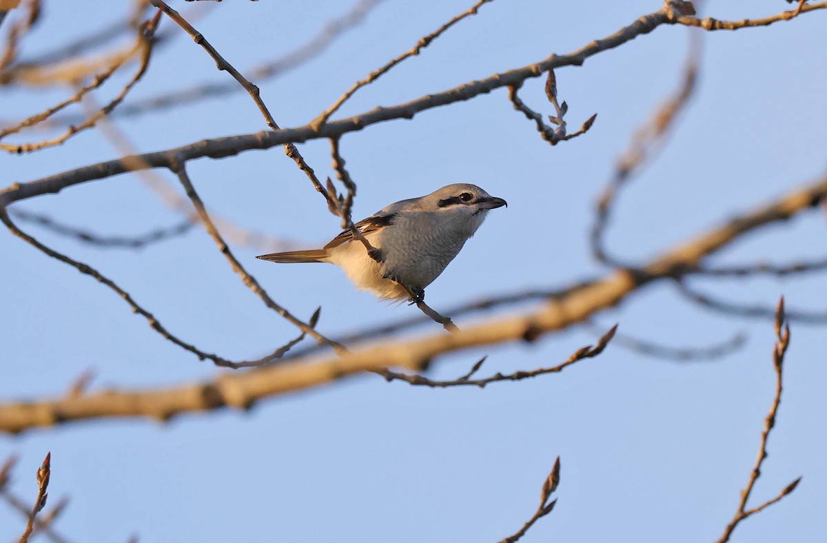 Northern Shrike - ML645650048