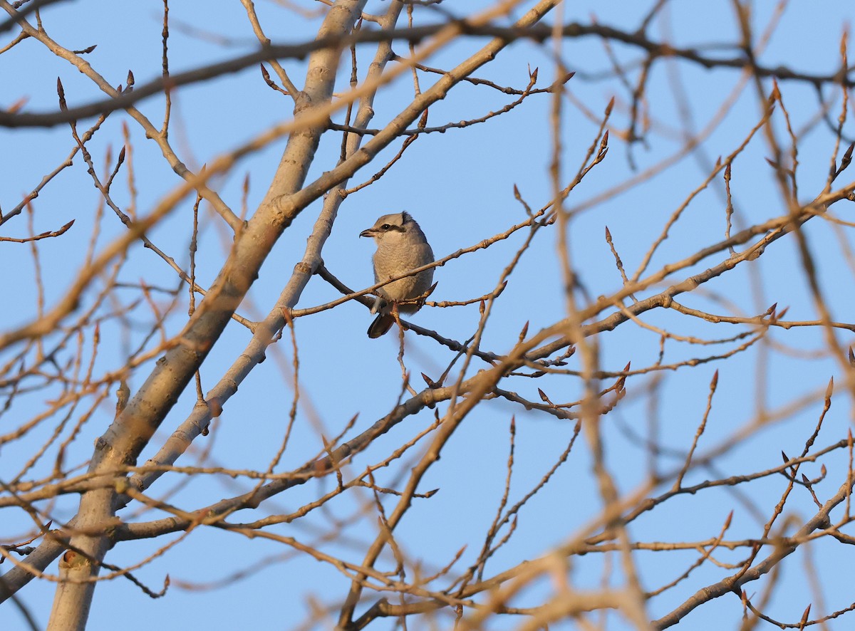 Northern Shrike - ML645650049