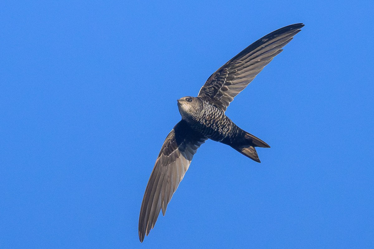 Vencejo de Tailandia - ML645650050