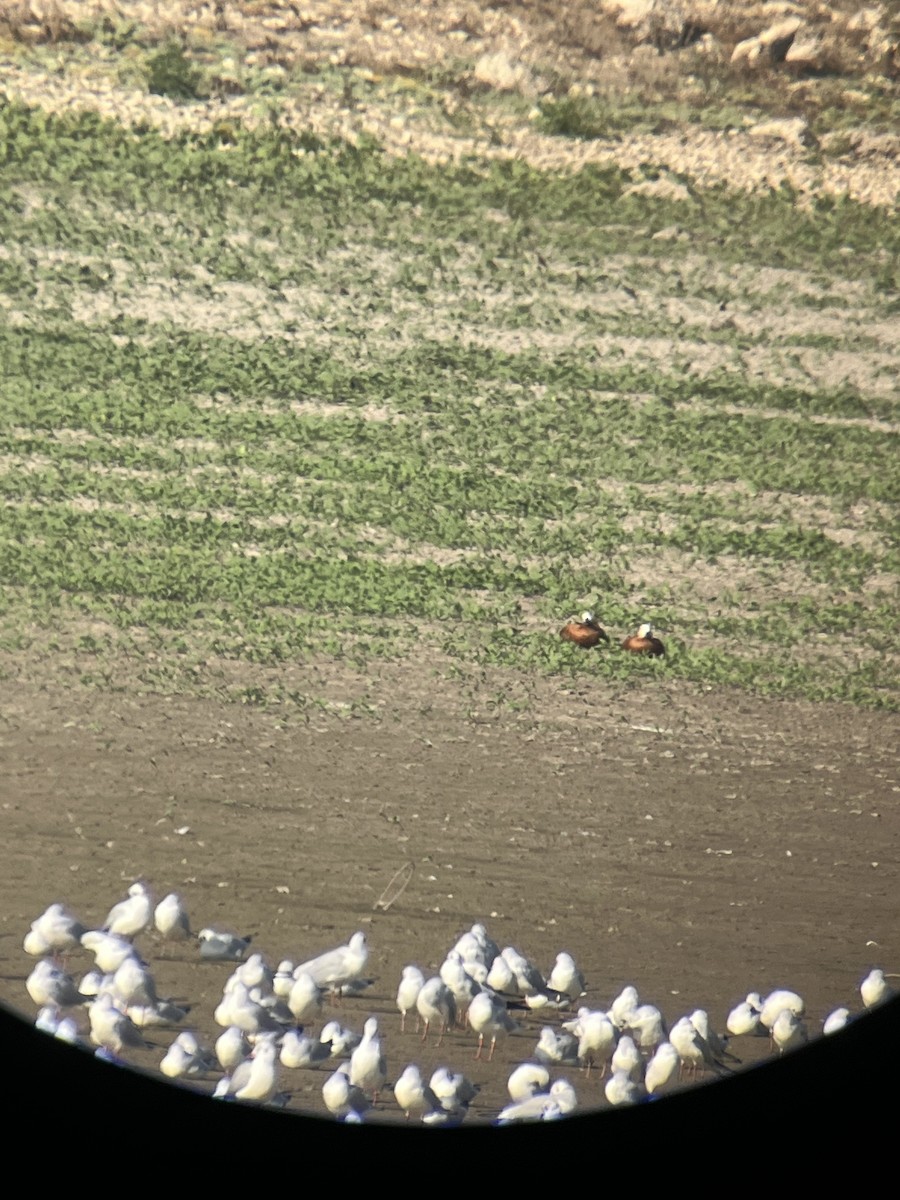 Tarro Canelo - ML645650051