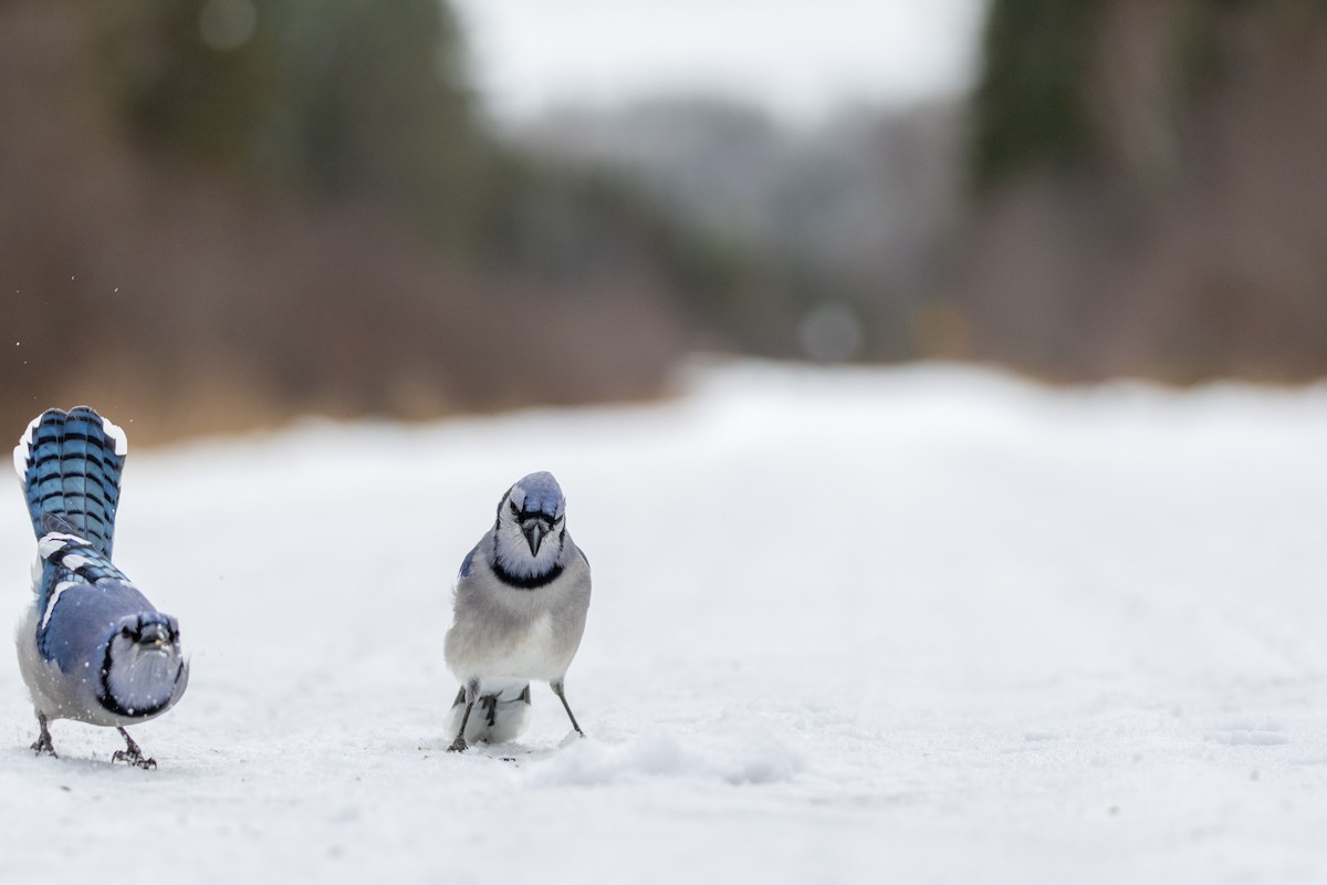 Chara Azul - ML645650052