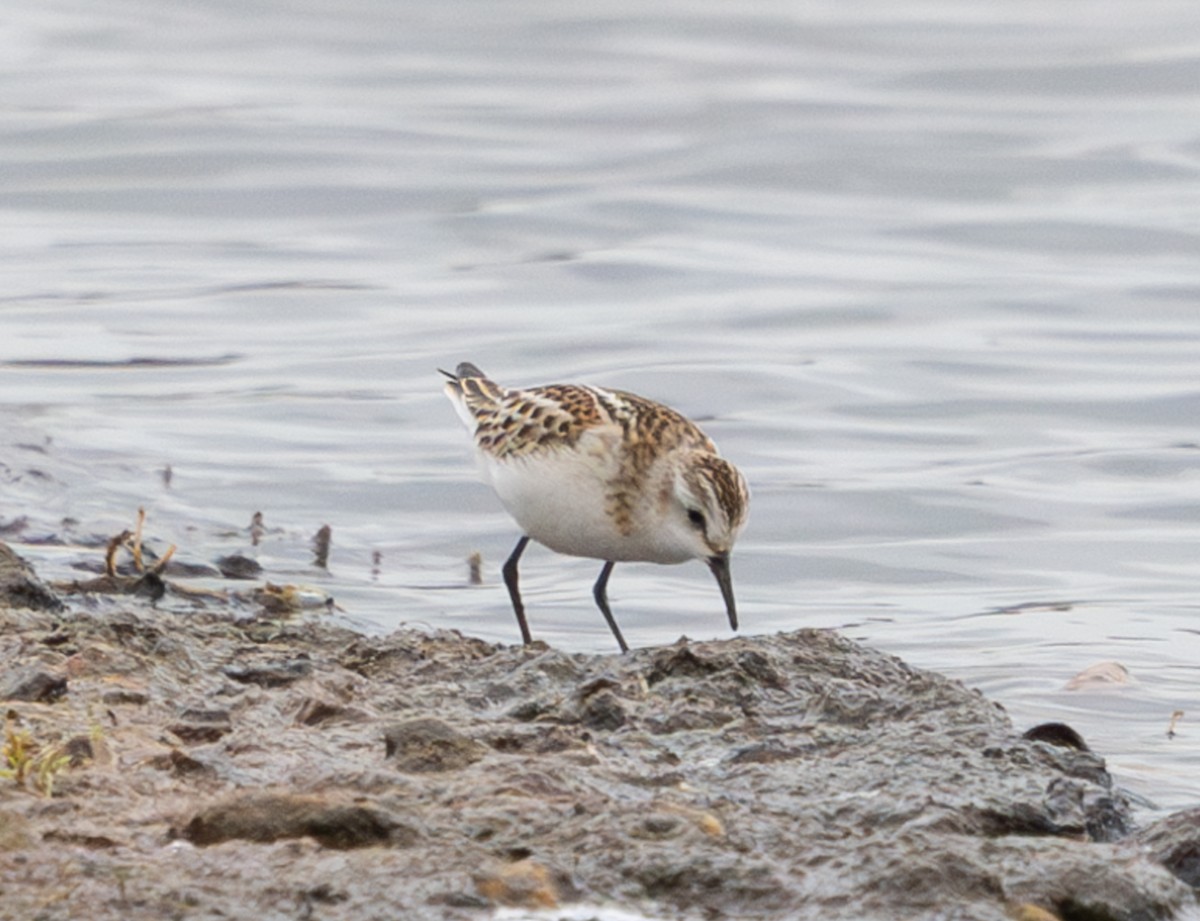 Correlimos Menudo - ML645650053