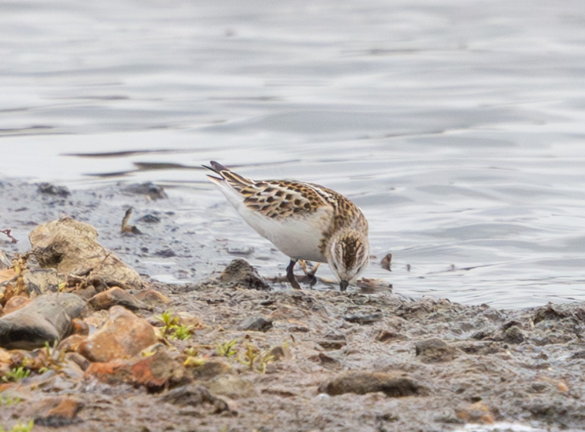 Correlimos Menudo - ML645650054