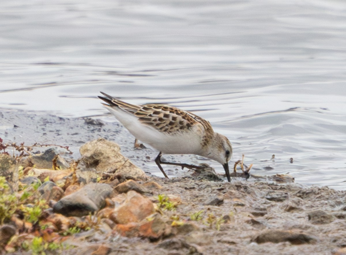 Küçük Kumkuşu - ML645650055