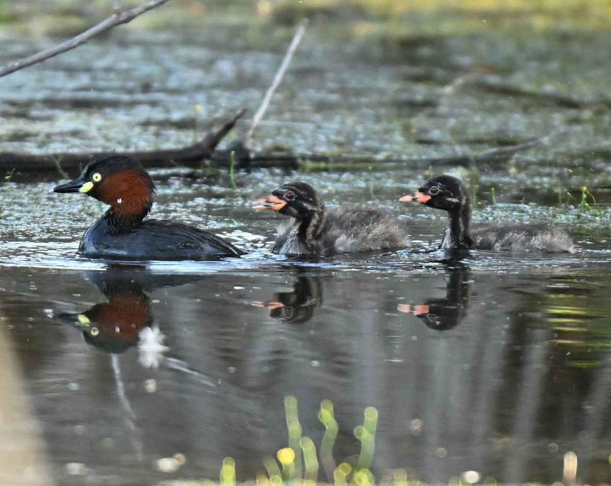 טבלן גמדי - ML645650056