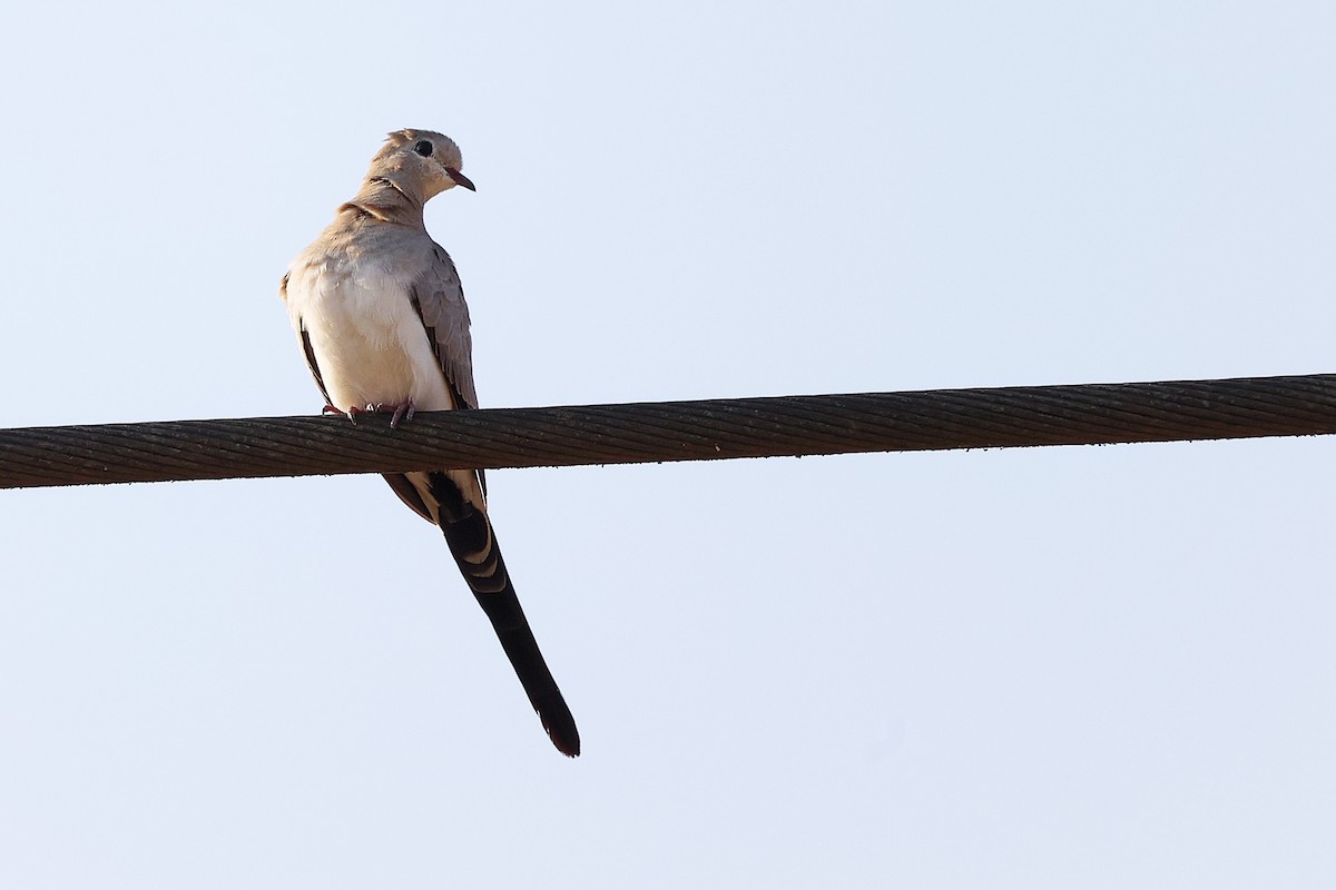 Tortolita Rabilarga - ML645650058