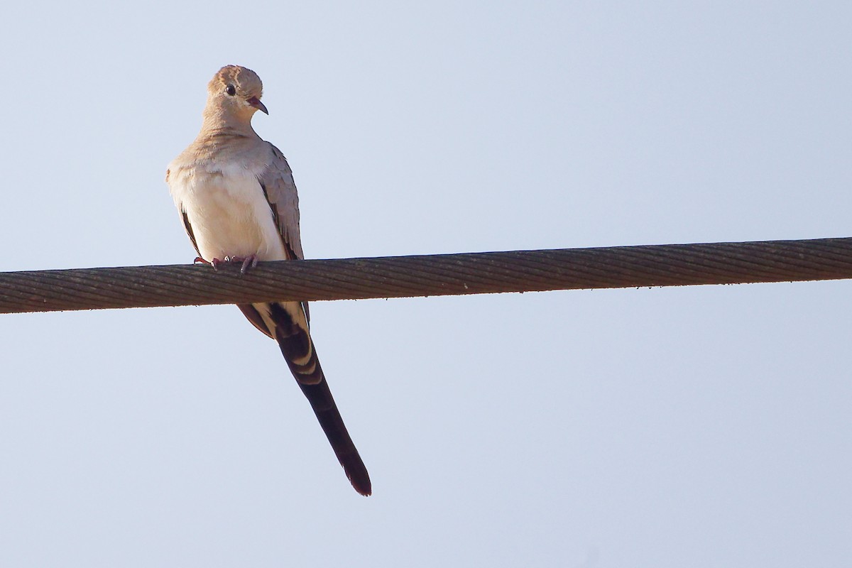 Tortolita Rabilarga - ML645650059