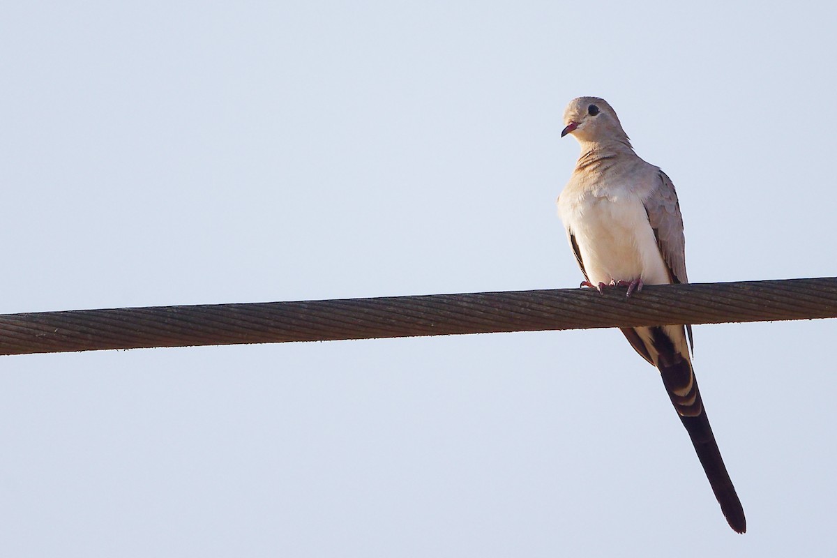 Tortolita Rabilarga - ML645650060