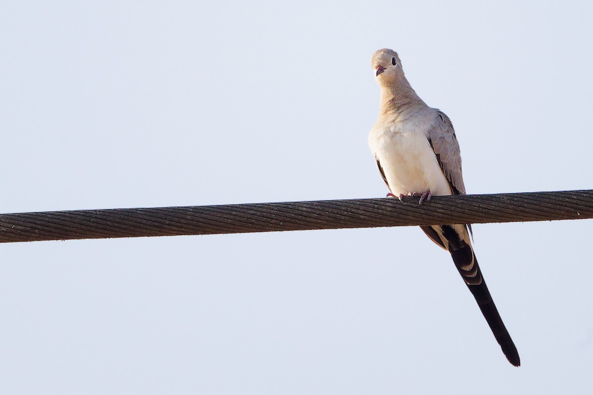 Tortolita Rabilarga - ML645650061