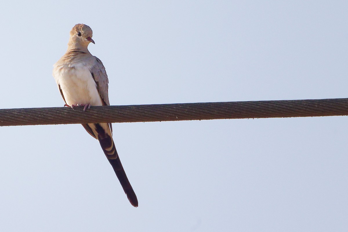 Tortolita Rabilarga - ML645650062