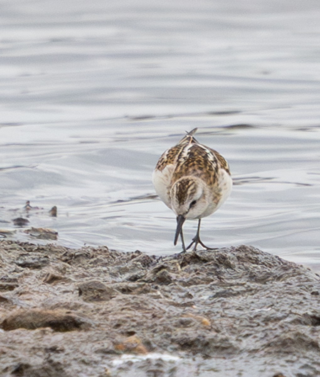 Correlimos Menudo - ML645650063