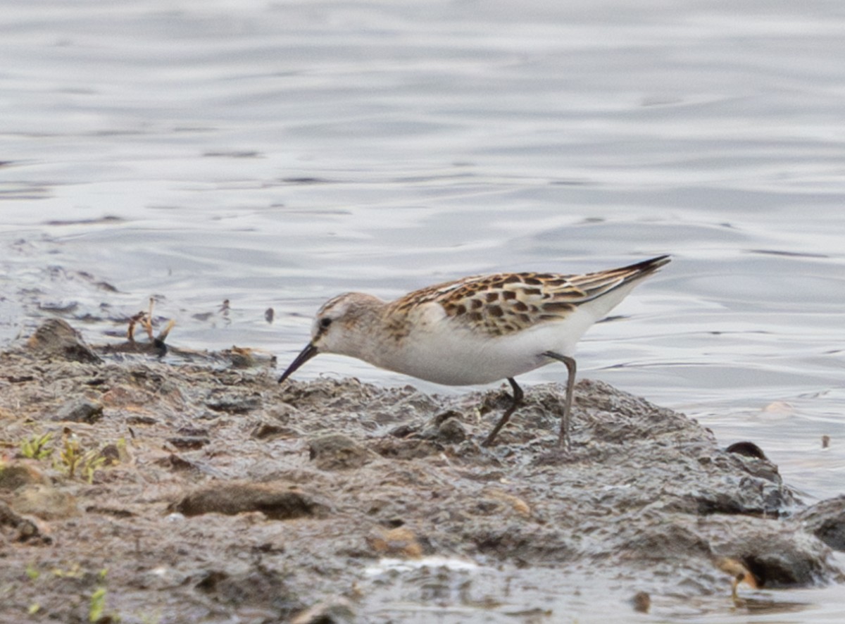 Küçük Kumkuşu - ML645650064