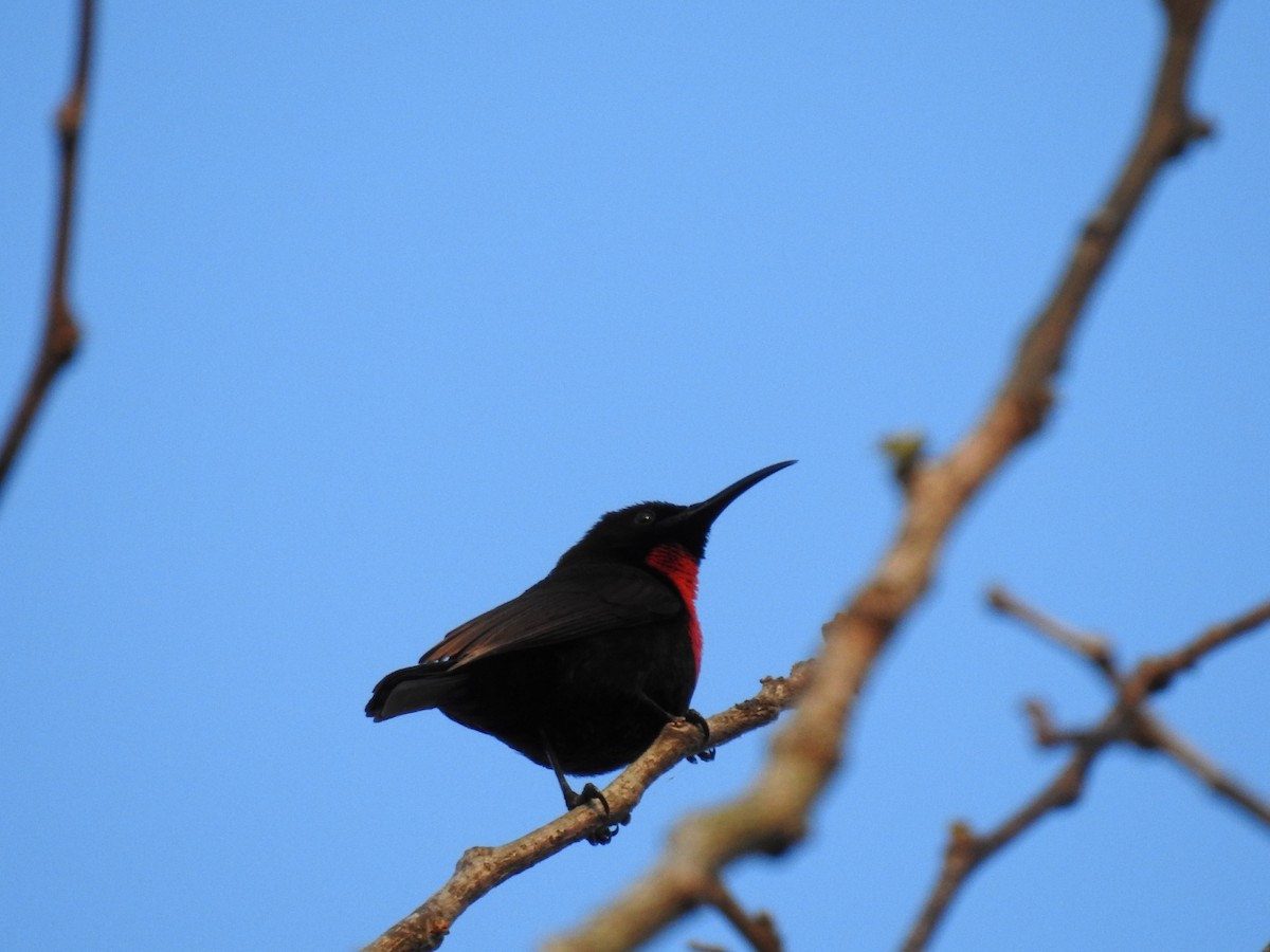 Suimanga Pechiescarlata - ML645650065