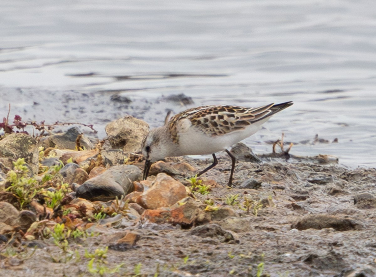 Küçük Kumkuşu - ML645650066