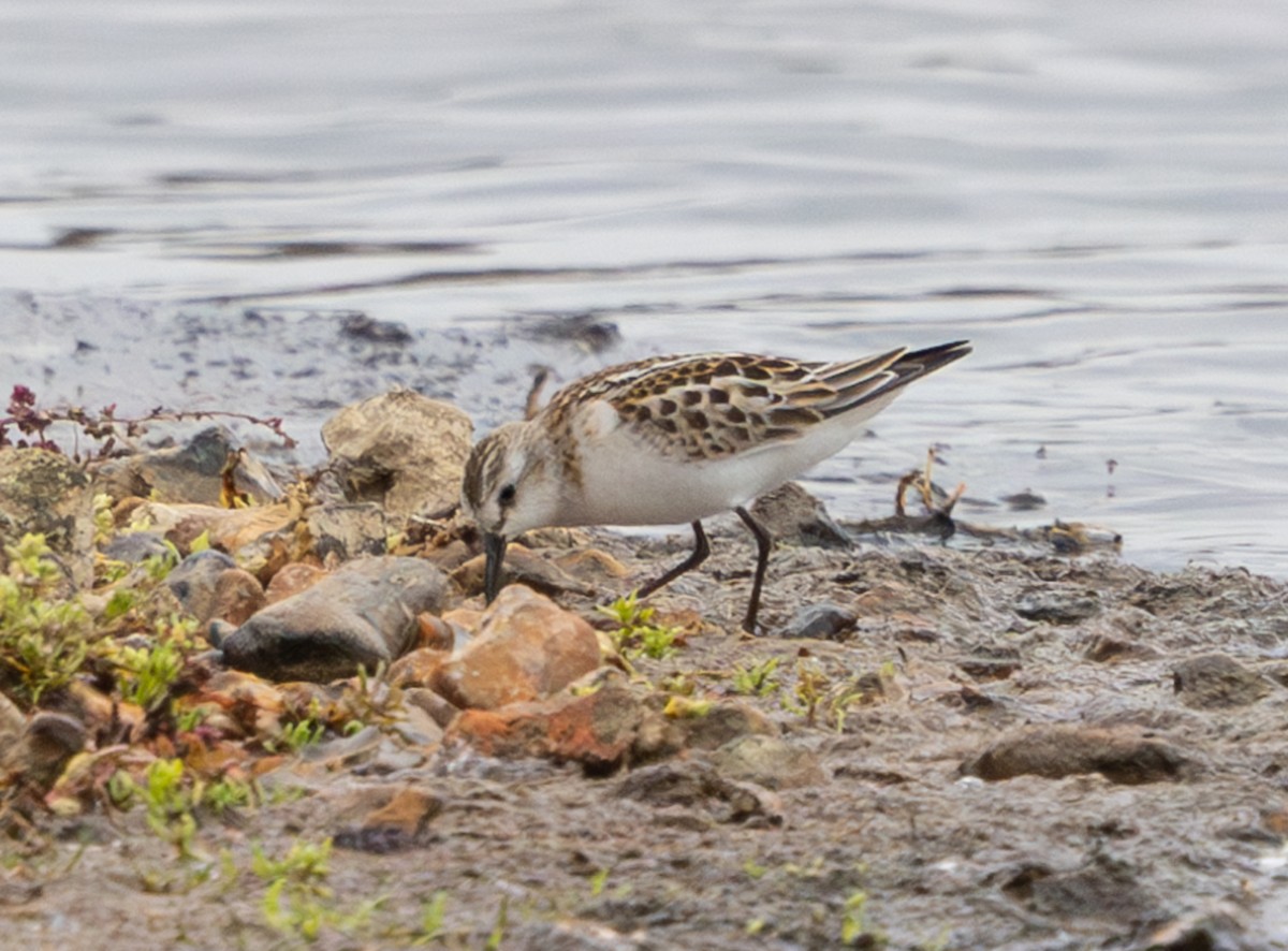 Küçük Kumkuşu - ML645650067