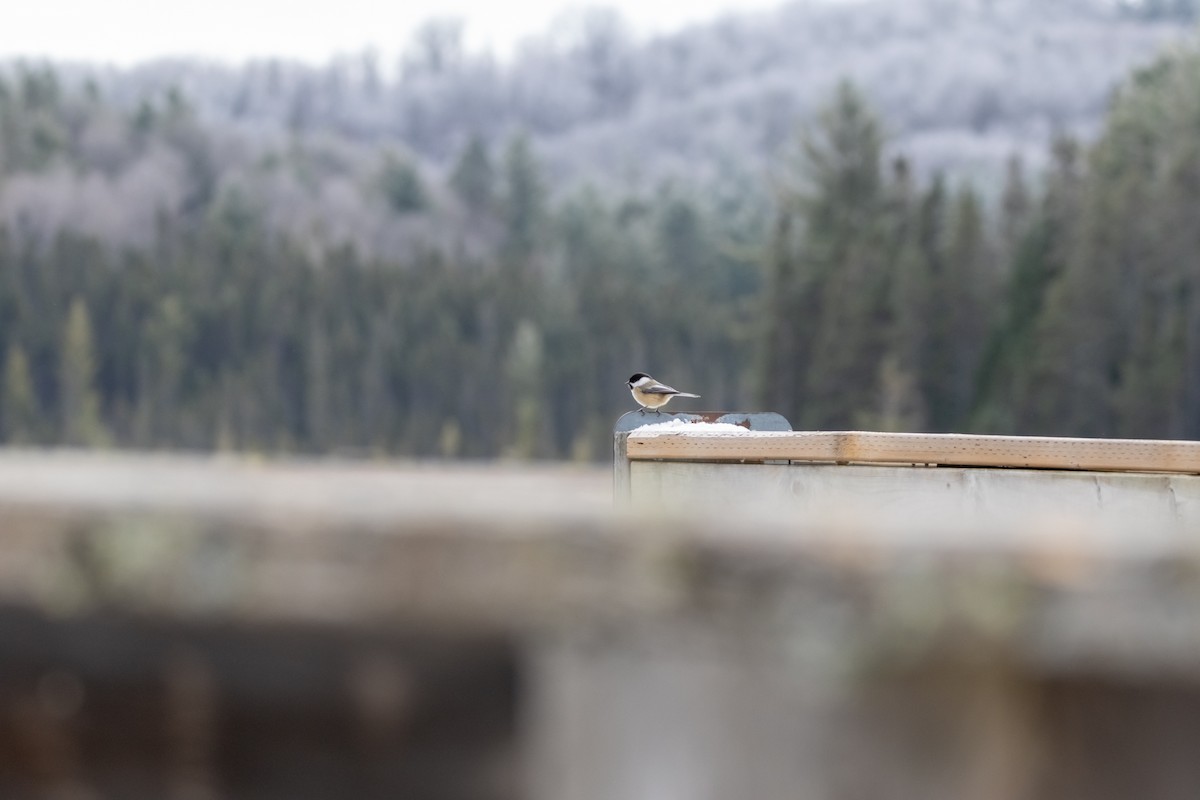 Carbonero Cabecinegro - ML645650070