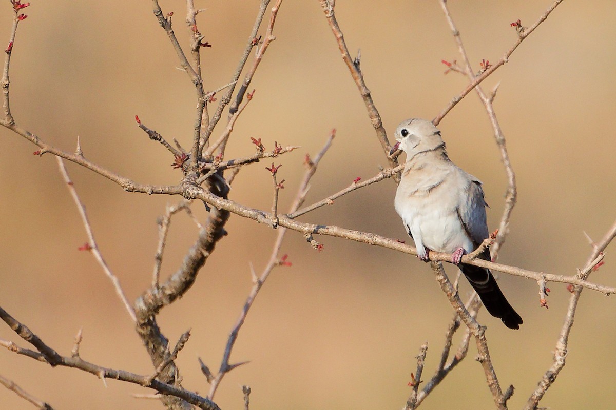 Tortolita Rabilarga - ML645650071