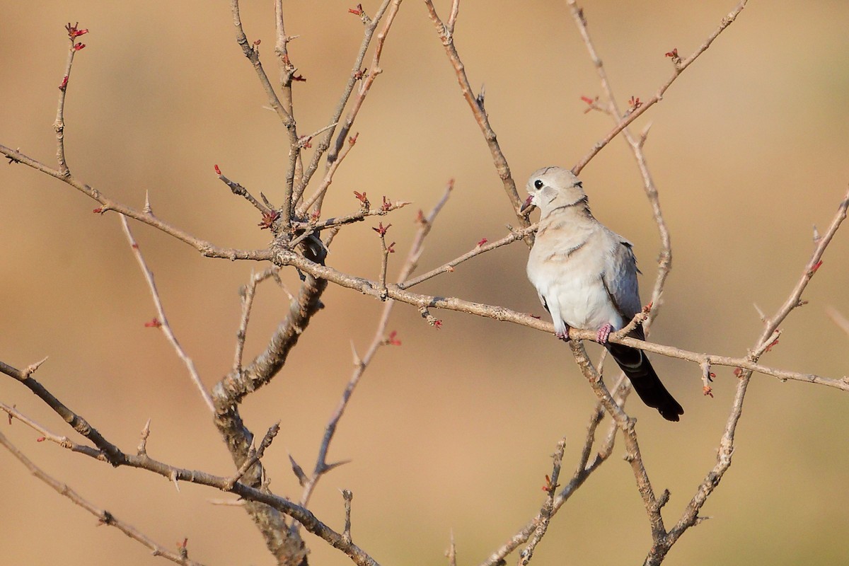 Tortolita Rabilarga - ML645650073