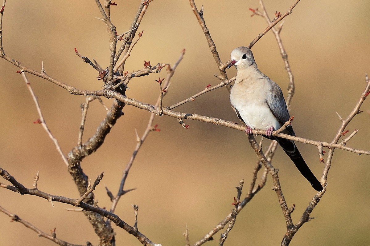 Tortolita Rabilarga - ML645650076
