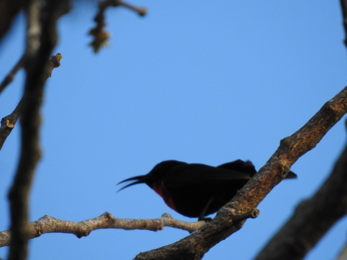 Suimanga Pechiescarlata - ML645650077