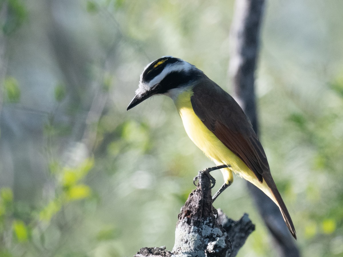 Bienteveo Común - ML645650078