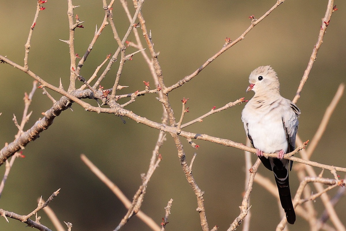 Tortolita Rabilarga - ML645650081