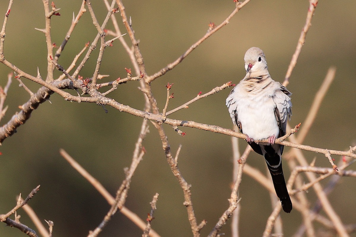 Tortolita Rabilarga - ML645650082