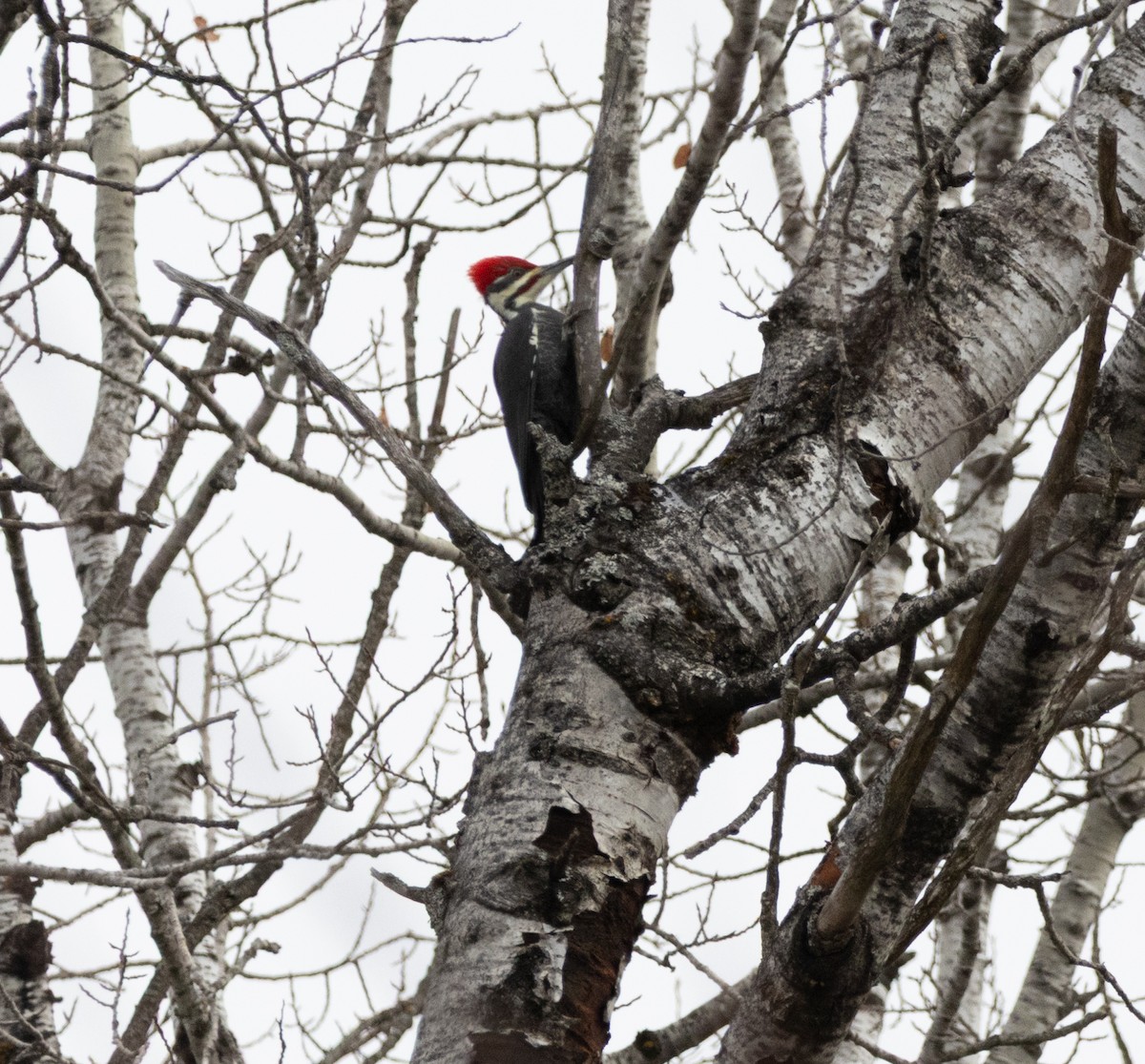 Picamaderos Norteamericano - ML645650084