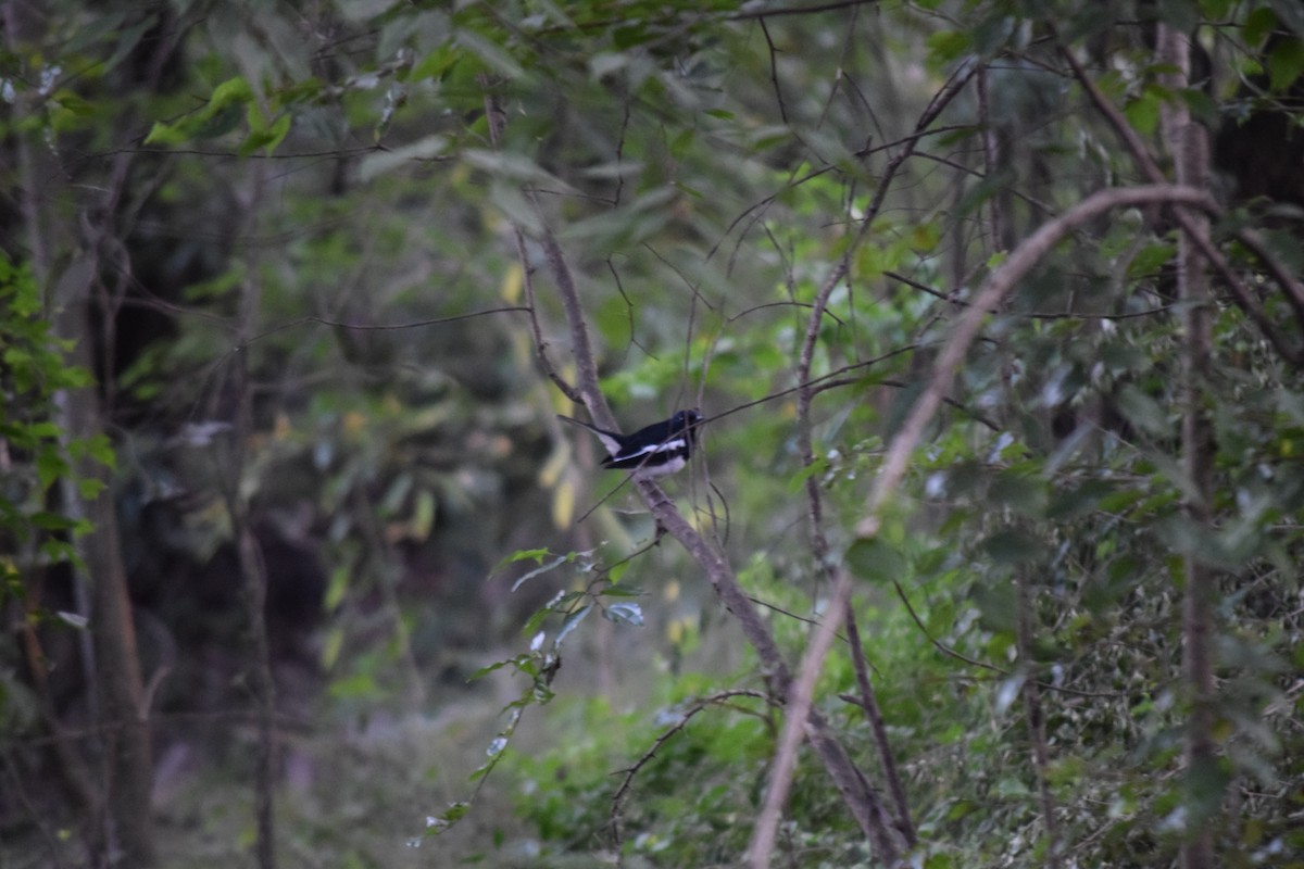 Oriental Magpie-Robin - ML645650085