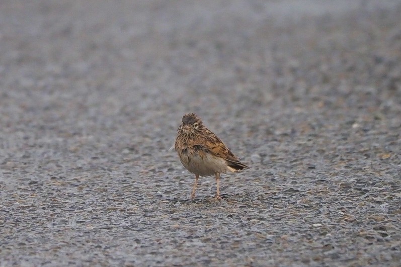 Greater Short-toed Lark - ML645650088