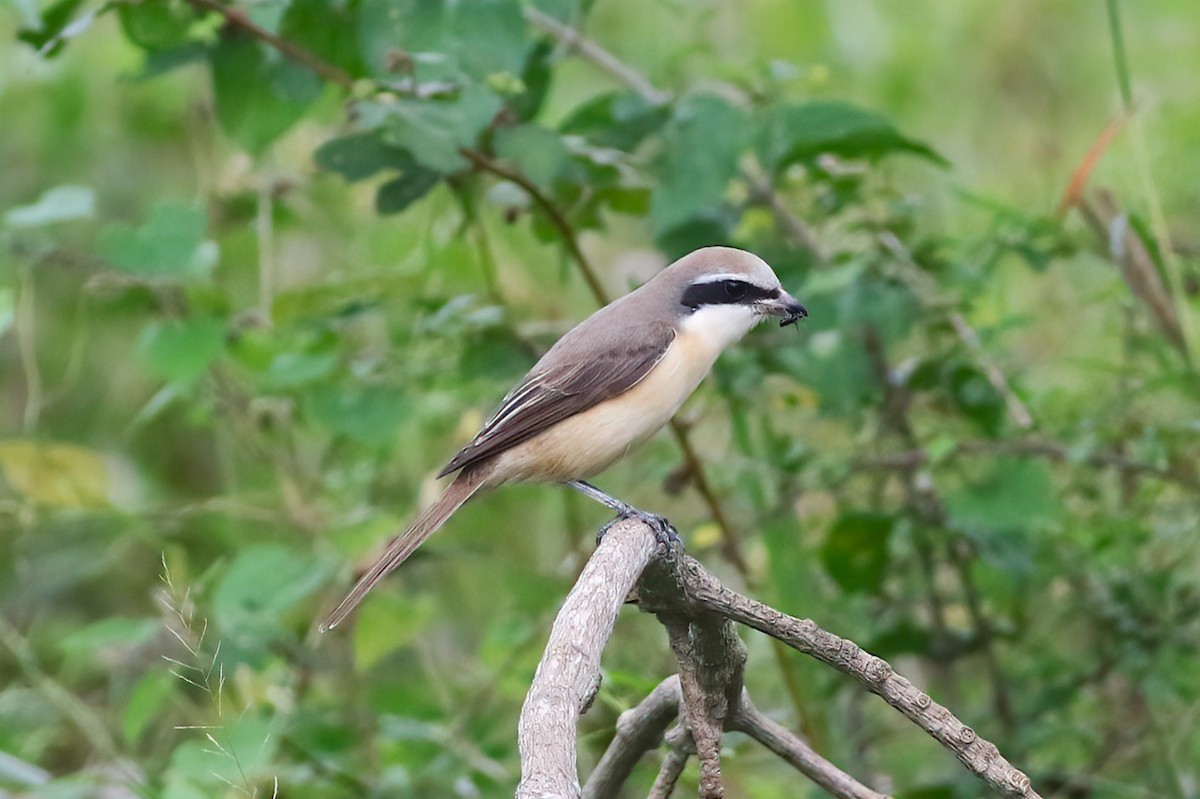 Pie-grièche brune - ML645650104