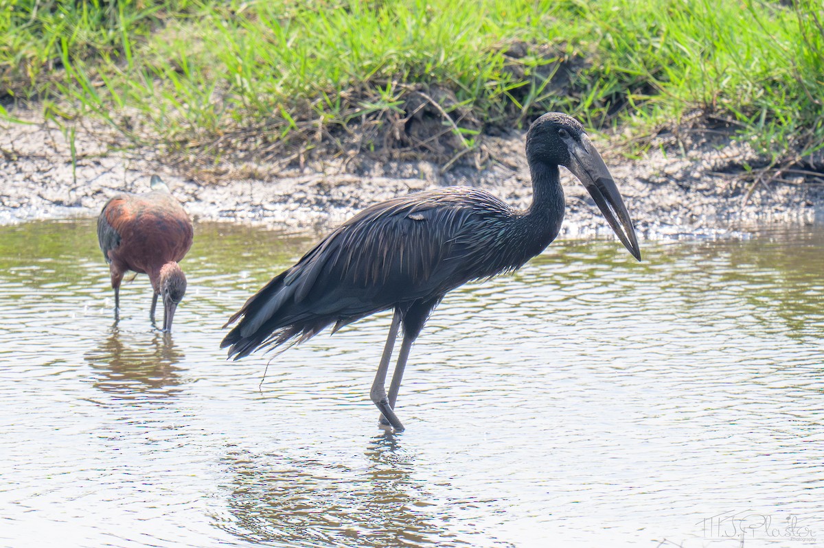 クロスキハシコウ - ML645650107