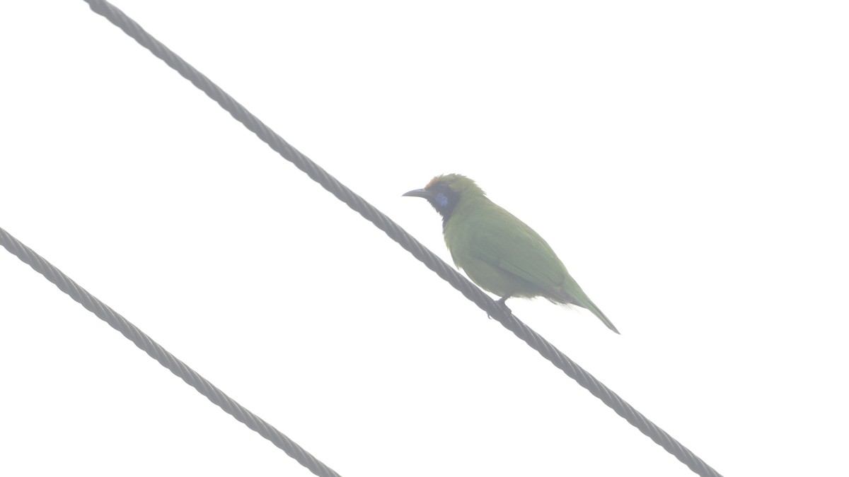 gyllenpannebladfugl - ML645650132