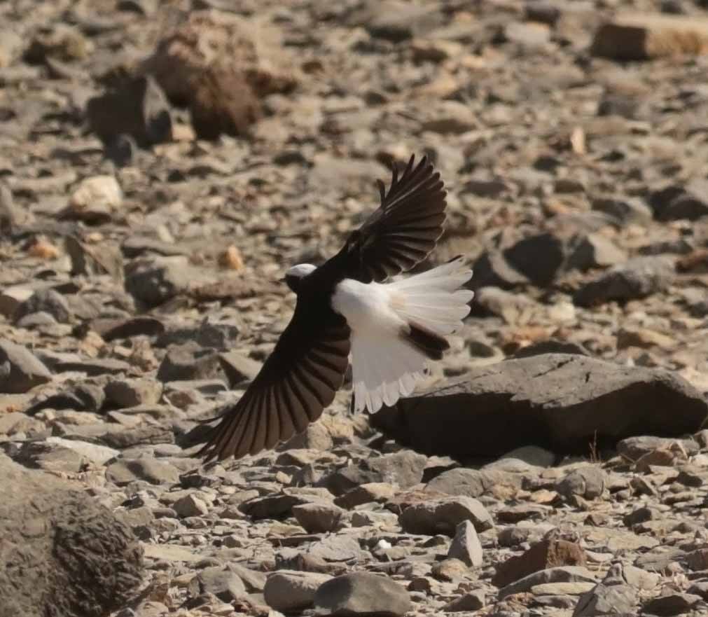 סלעית נזירה - ML645650133