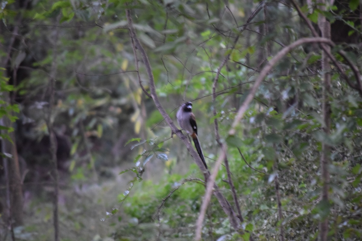 Gray Treepie - ML645650139