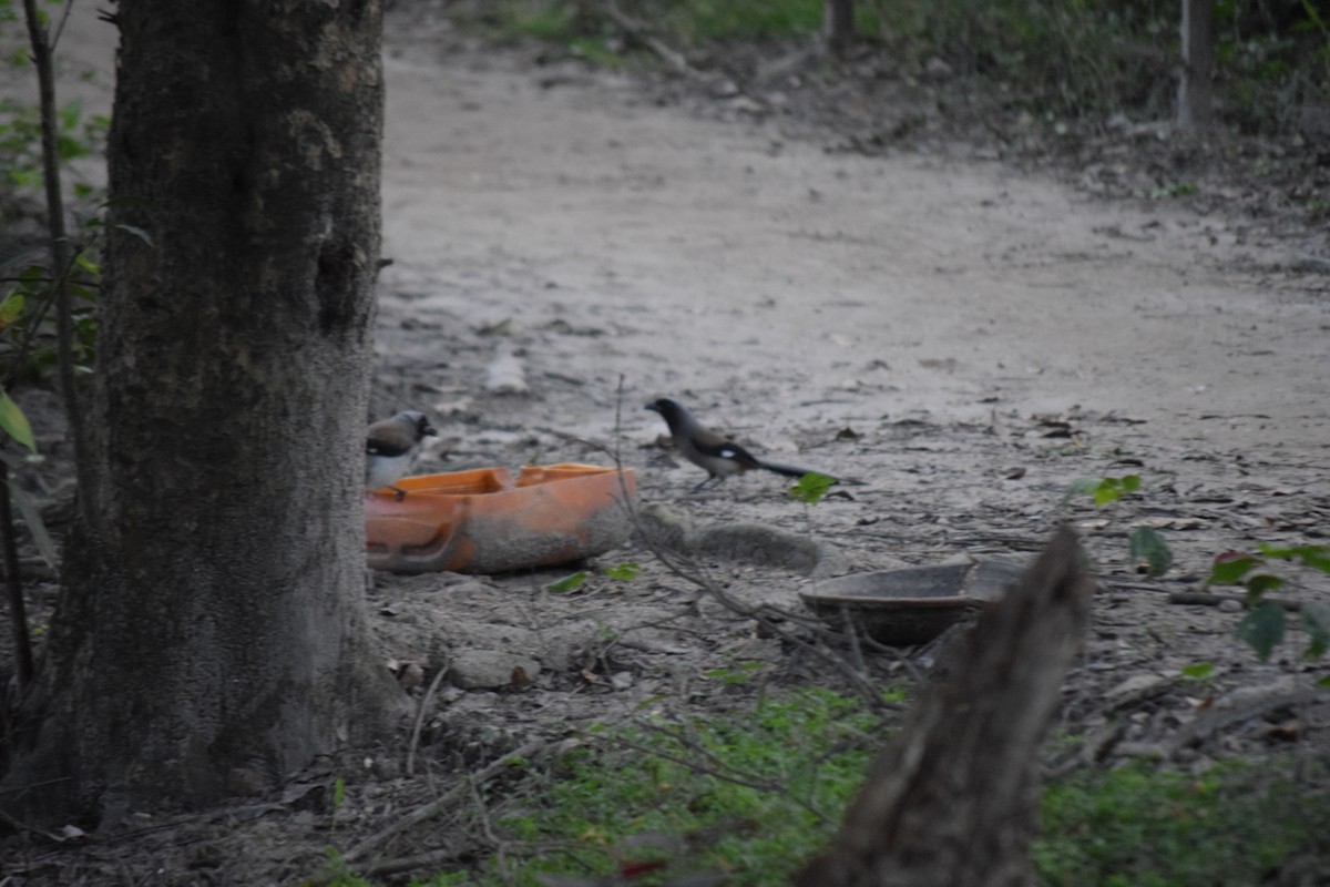 Gray Treepie - ML645650140