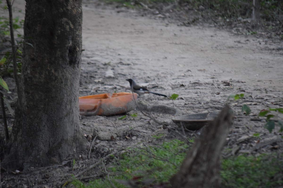 Gray Treepie - ML645650143
