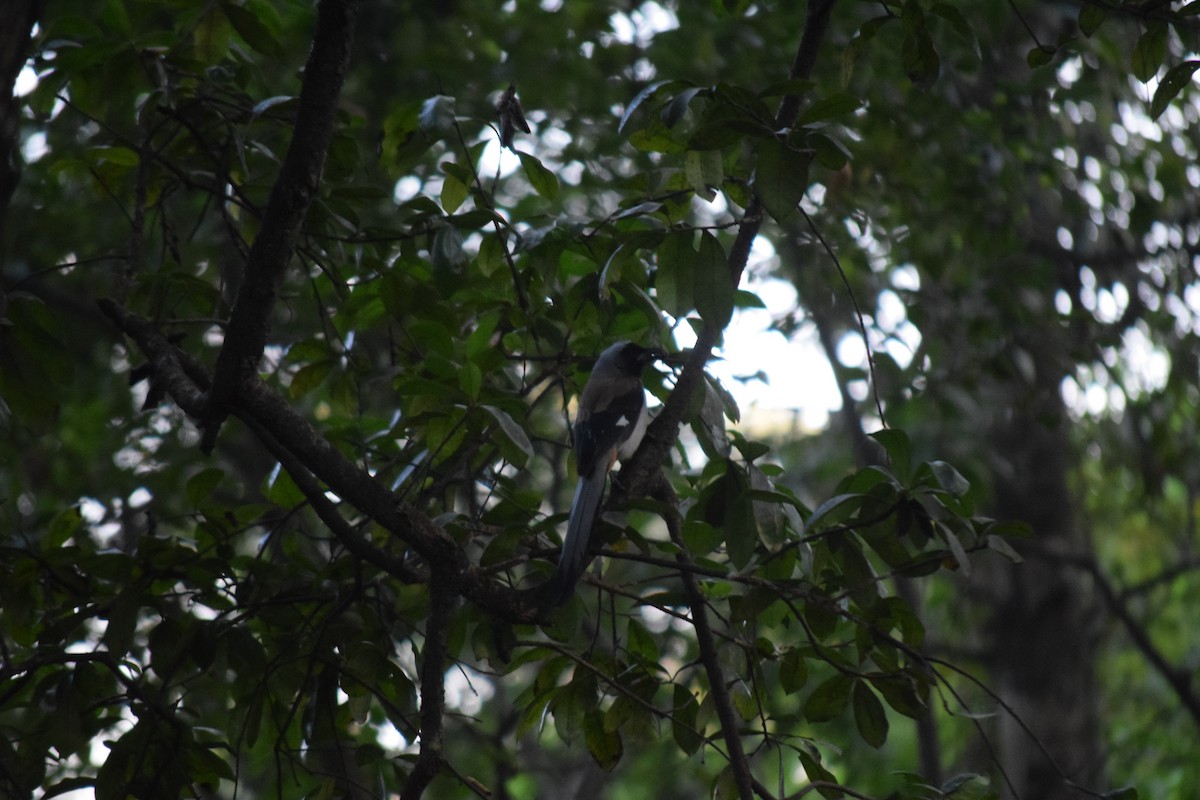 Gray Treepie - ML645650144