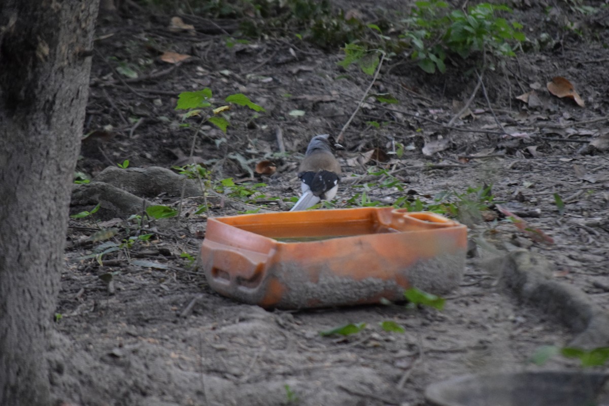 Gray Treepie - ML645650145