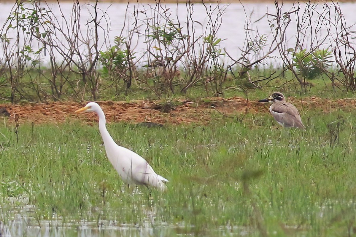 Grand Oedicnème - ML645650151