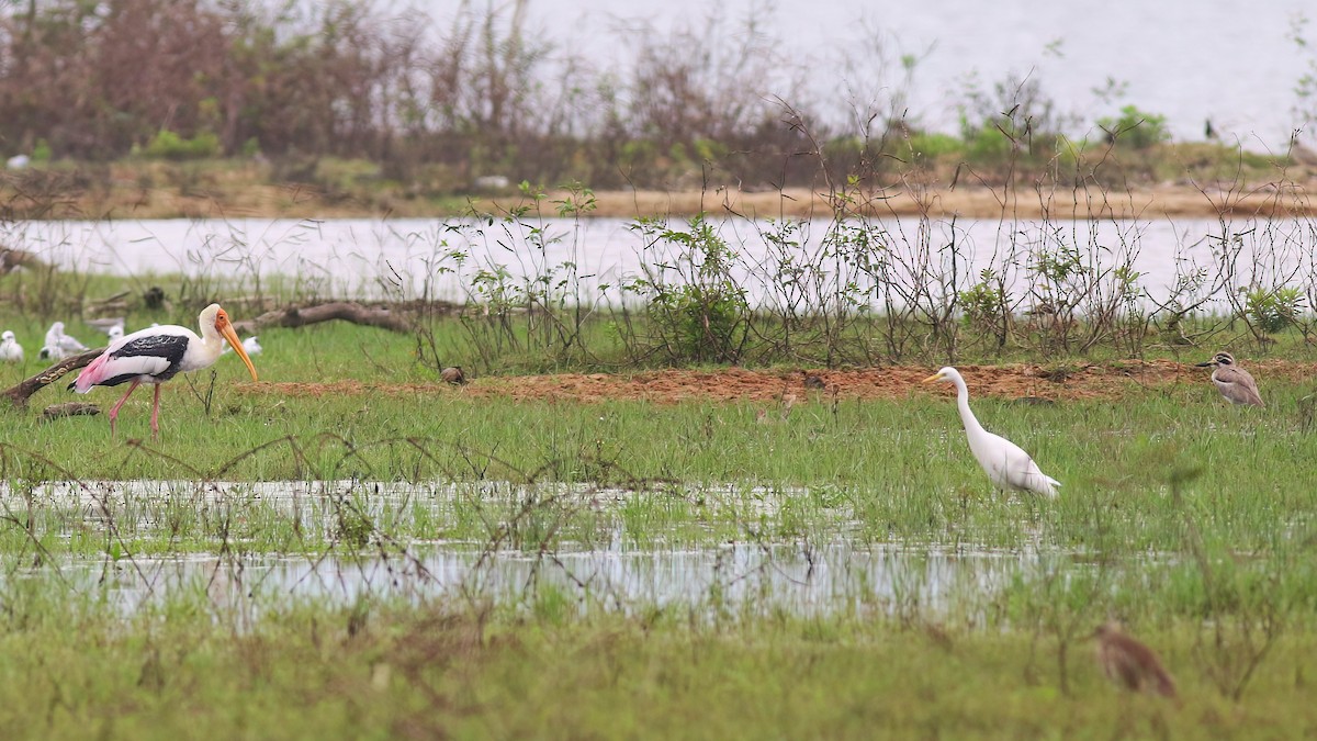 Grand Oedicnème - ML645650152