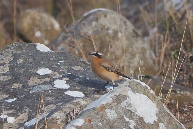 Northern Wheatear (Greenland) - ML645650155