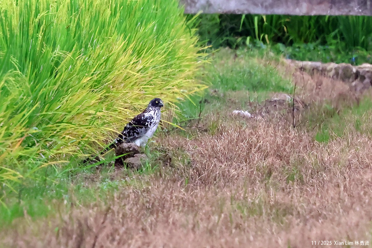 moták východní - ML645650158