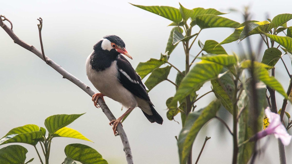 Indian Pied Starling - ML645650160