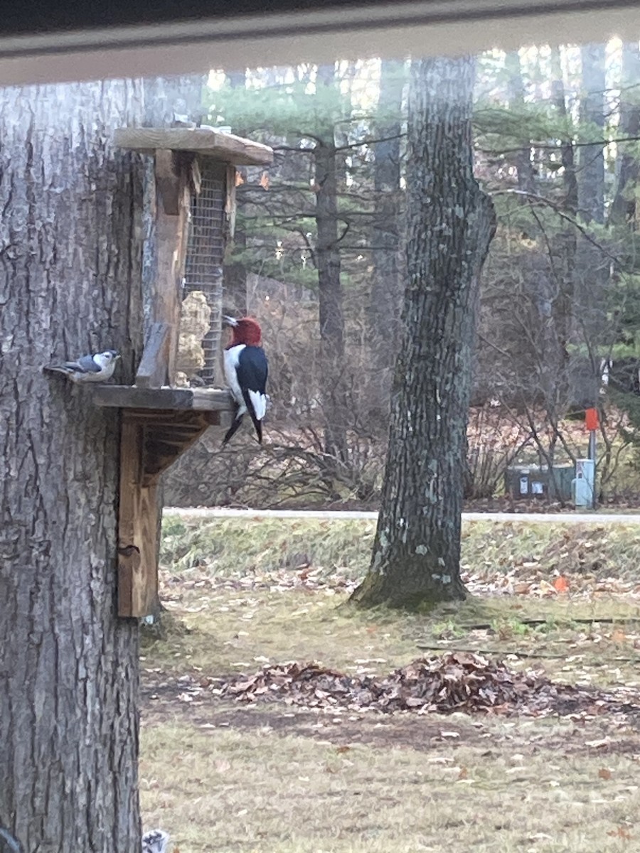 Kırmızı Başlı Ağaçkakan - ML645650161