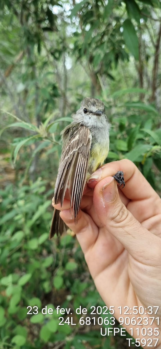 Southern Scrub-Flycatcher - ML645650166